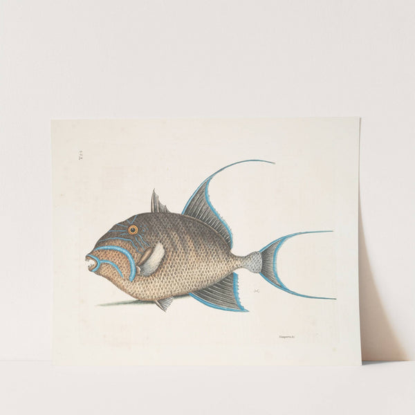 Guaperva &c., The Old Wife. by Mark Catesby