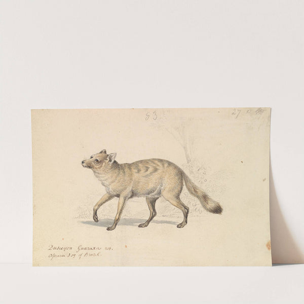 Guaraxa Aguara-Fox (1837) by Charles Hamilton Smith