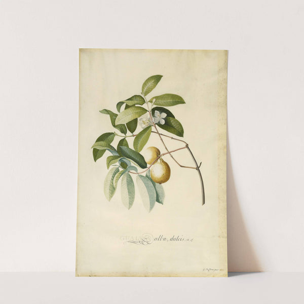 Guava (1750s) by Georg Dionysius Ehret