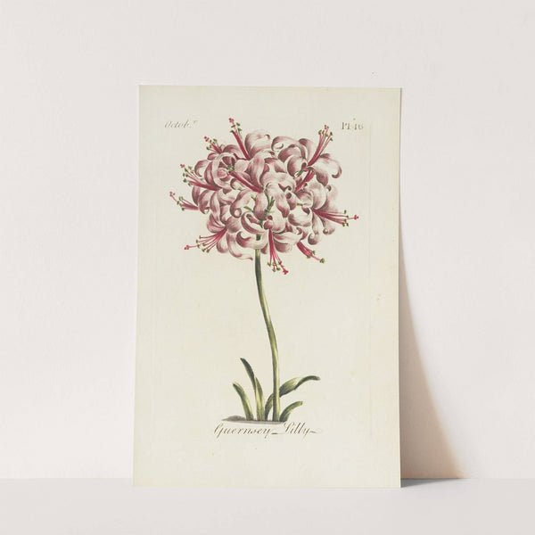 Guernsey lilly by Carington Bowles