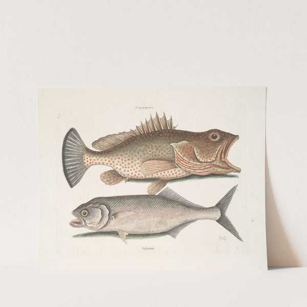 Gugupuguacu, The Hind; Saliatrix, Skip-jack. by Mark Catesby