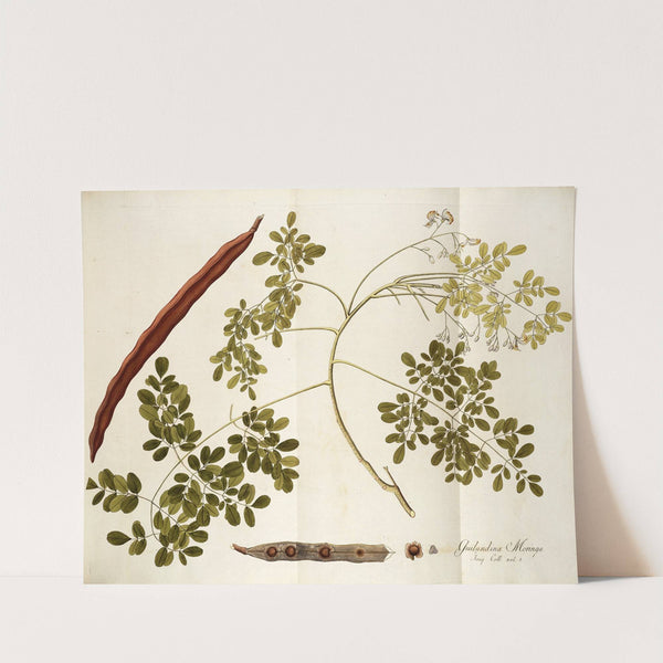 Guilandina moringa by Nikolaus Joseph Freiherr von Jacquin