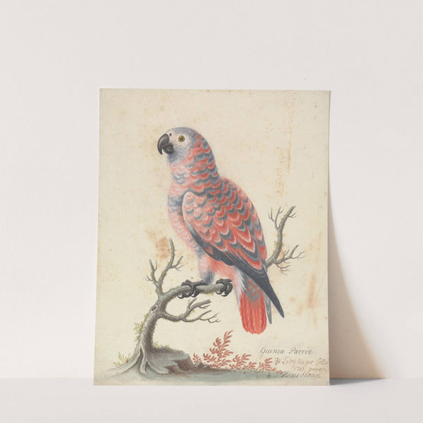 Guinea Parrot by George Edwards