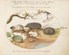 Guinea Pig and Hedgehogs with Melon and Cobnuts (1575-1590)