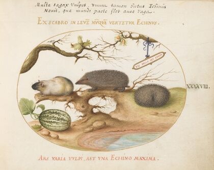 Guinea Pig and Hedgehogs with Melon and Cobnuts (1575-1590)