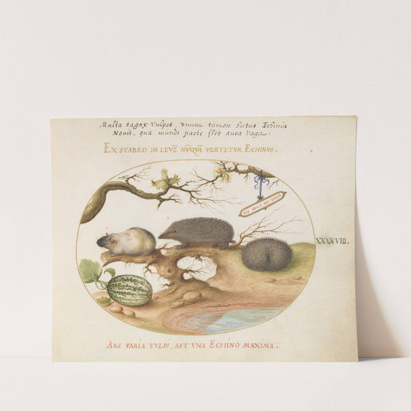 Guinea Pig and Hedgehogs with Melon and Cobnuts (1575-1590) by Joris Hoefnagel