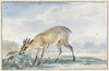 Guinees Jufferbokje of Sylvicapra Grimmia