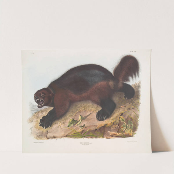 Gulo luscus, Wolverine (1845-1848) by John Woodhouse Audubon