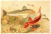 Gurnards (1893-1896)