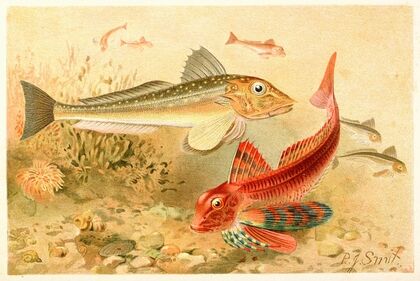 Gurnards (1893-1896)