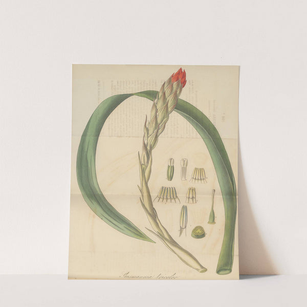 Gusmannia tricolor by William Jackson Hooker