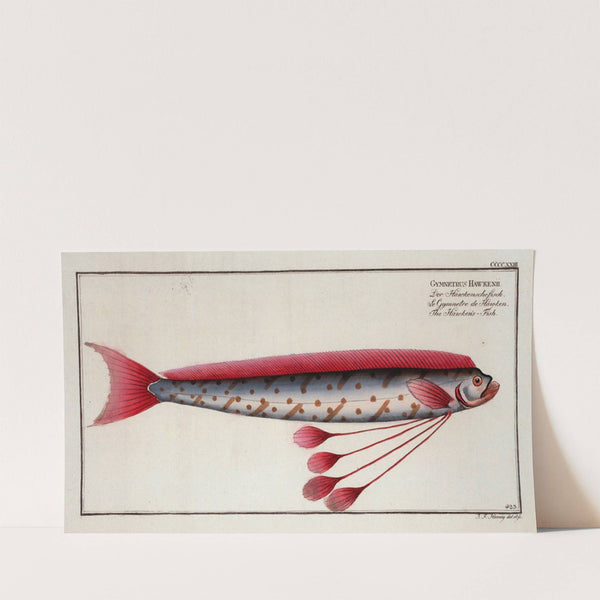 Gymnetrus Hawkeniii, The Hawken’s-Fish. (1785-1797) by Marcus Elieser Bloch