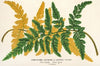 Gymnogramma Laucheana, var. gigantea
