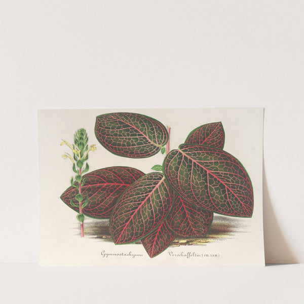 Gymnostachyum Verschaffeltii by Charles Antoine Lemaire