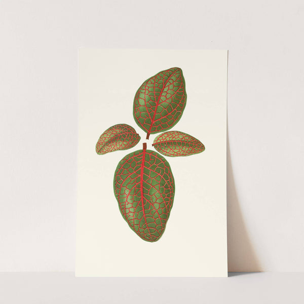 Gymnostachyum Verschaffeltti by Edward Joseph Lowe