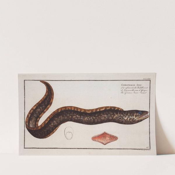 Gymnothorax Afer, The africain Bare-Breast. (1785-1797) by Marcus Elieser Bloch