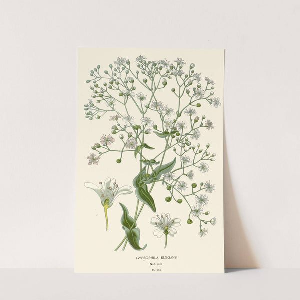 Gypsophila Elegans (1896-1897) by Edward Step