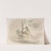 Gypsy Fiddler by Monogrammist CG