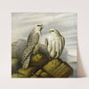 Gyr Falcons On A Rocky Ledge by Joseph Wolf
