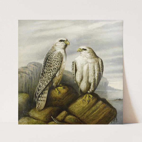 Gyr Falcons On A Rocky Ledge by Joseph Wolf