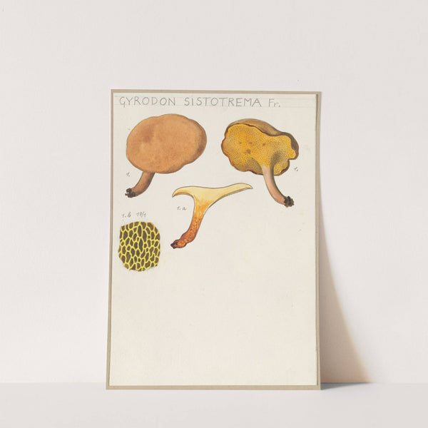 Gyrodon sistotrema Fr. (1915-1945) by Hans Walty