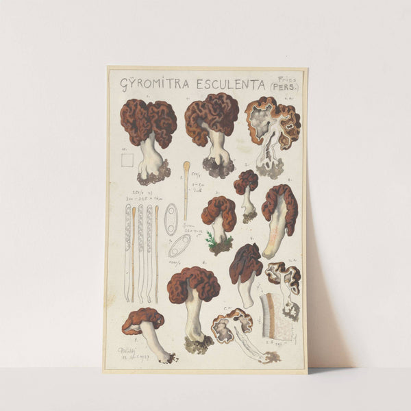 Gyromitra esculenta (1915-1945) by Hans Walty