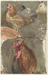 Haan met kippen (1874 - 1925)