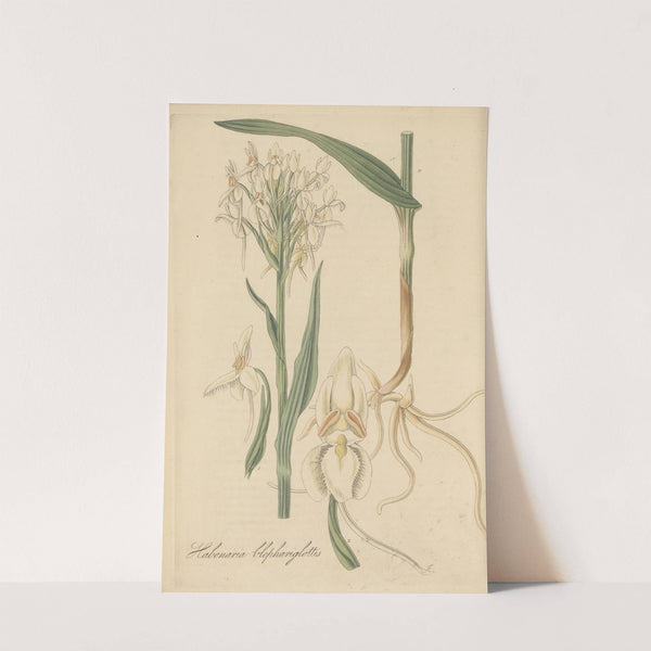 Habenaria blephariglottis by William Jackson Hooker