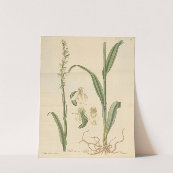 Habenaria dilatata by William Jackson Hooker