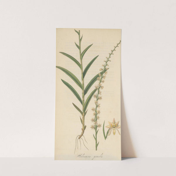 Habenaria gracilis by William Jackson Hooker