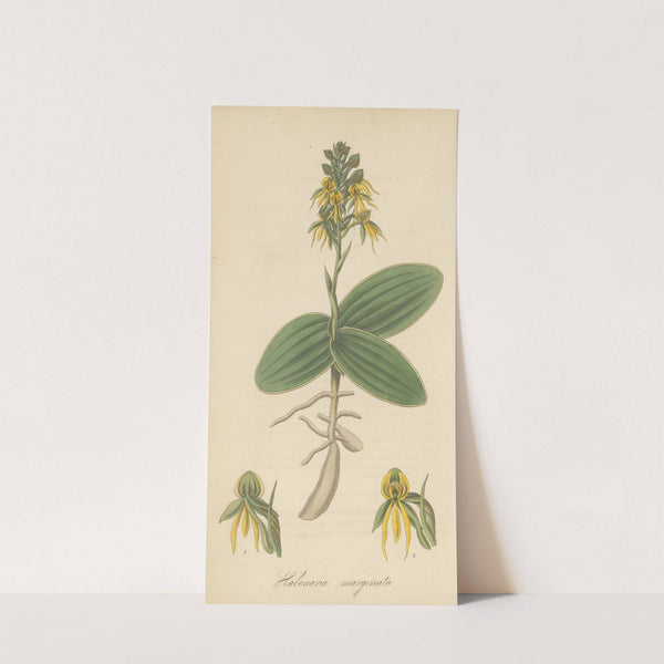 Habenaria marginata by William Jackson Hooker