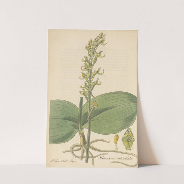Habenaria orbiculata by William Jackson Hooker