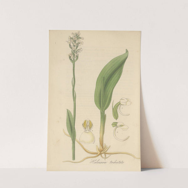 Habenaria tridentata by William Jackson Hooker