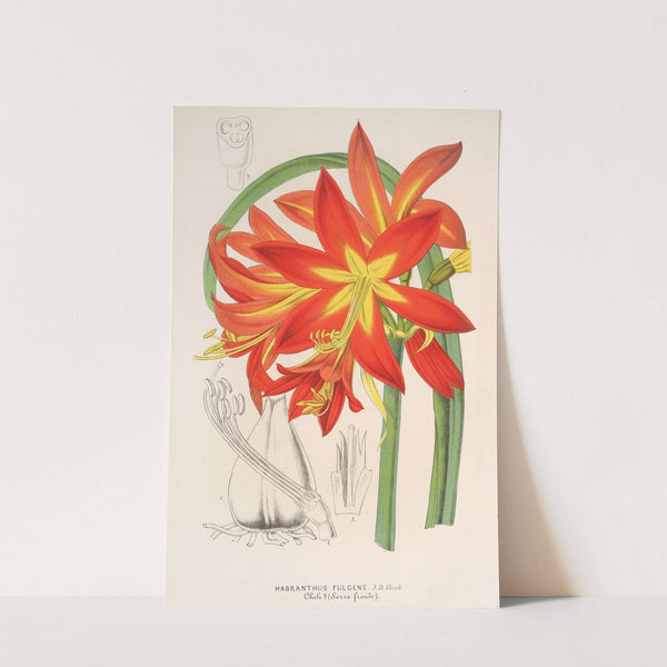 Habranthus fulgens by Charles Antoine Lemaire