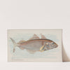 Haddock (1889) by Allen & Ginter