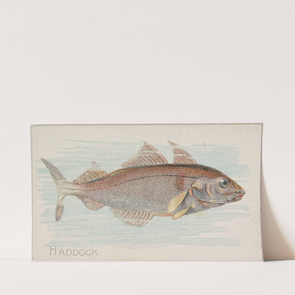 Haddock (1889) by Allen & Ginter