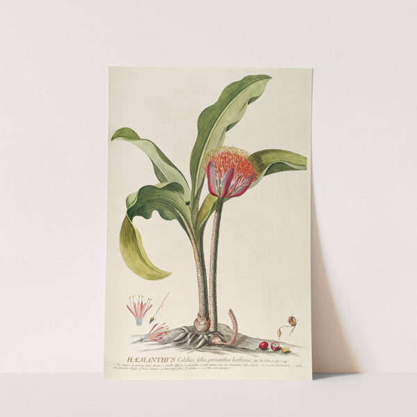 Haemanthus by Georg Dionysius Ehret