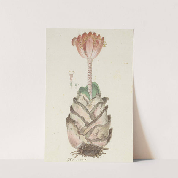 Haemanthus coccineus L. (Blood flower; Bloedblom) by Robert Jacob Gordon