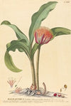 Haemanthus