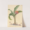 Haemanthus by Johannes Jacob Haid