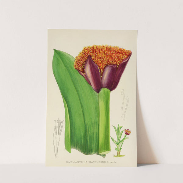 Haemanthus Natalensis by Illtyd Buller Pole-Evans