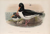 Hæmatopus ostralegus. Oyster-catcher. (1862-1873)
