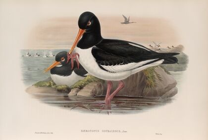 Hæmatopus ostralegus. Oyster-catcher. (1862-1873)