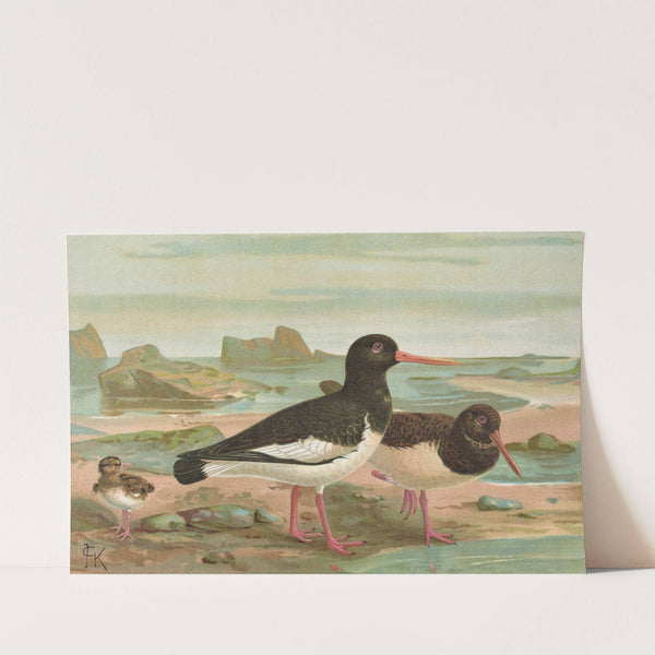 Haematopus ostrilegus by Johann Friedrich Naumann