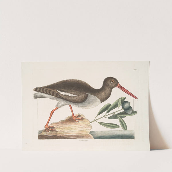 Hæmatopus, The Oyster Catcher. by Mark Catesby