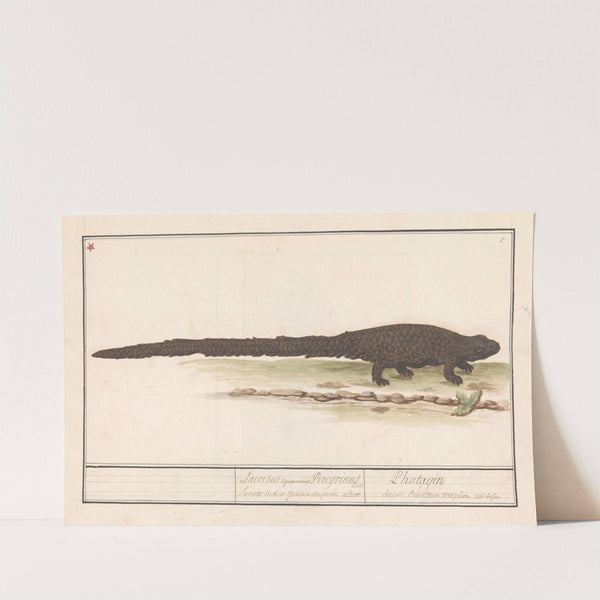 Hagedis (Lacertilia) (1596-1610) by Anselmus Boëtius de Boodt