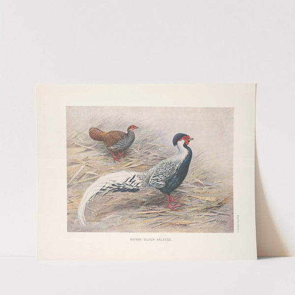 Hainan Silver Kaleege (Gennaeus whiteheadi). (1918-1922) by George Edward Lodge