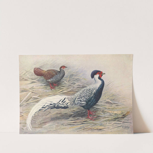 Hainan Silver Kaleege by George Edward Lodge