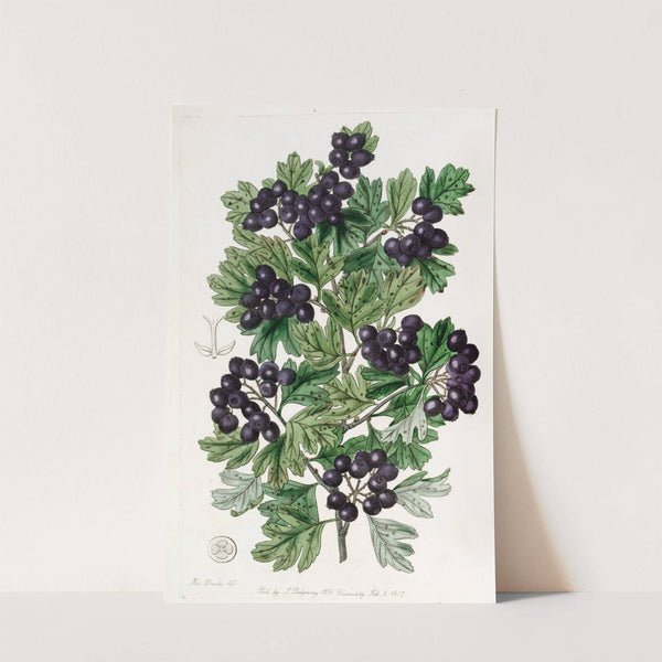 Hairy-leaved Black Hawthorn by Sydenham Edwards