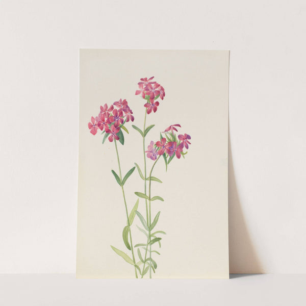 Hairy Phlox (Phlox amoena) (ca. early 1930s) by Mary Vaux Walcott